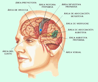  Áreas sensitivas y motoras de la corteza cerebral 