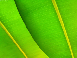 Green Leafs wallpaper