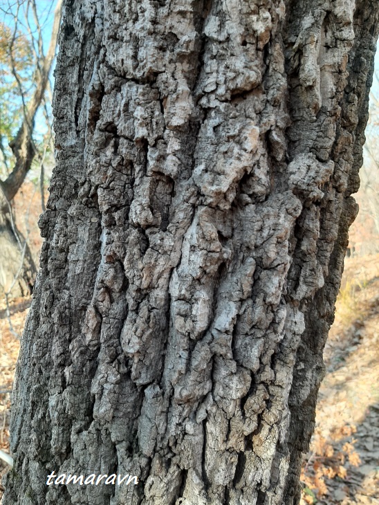 Бархат амурский (Phellodendron amurense)