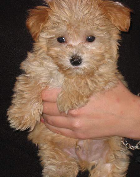 4 Maltese mix Poodle puppies