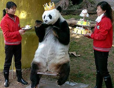 Funny panda wearing a crown pic
