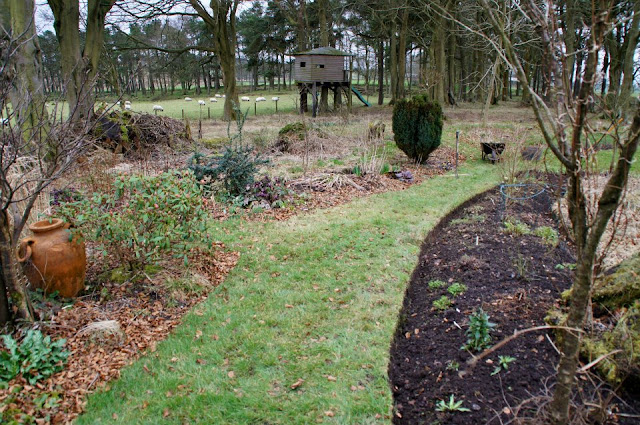In my last garden, tidying the woodland garden, before on the left and after on the right