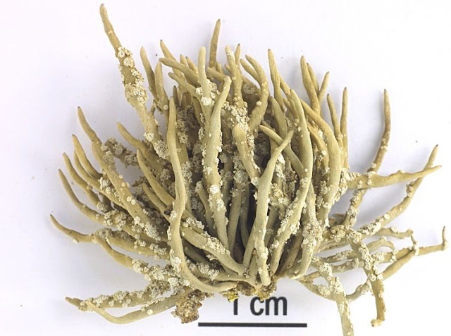 Рочелла водорослевидная / Рочелла фукоидная (Roccella phycopsis, =Roccella  fucoides)