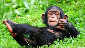 We have selected the best and most beautiful funny animal chimpanji wallpapers and photos we could find just for you from all over the world.
