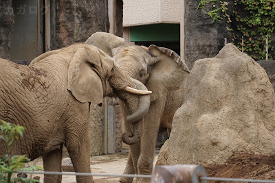 多摩動物公園のアフリカゾウ