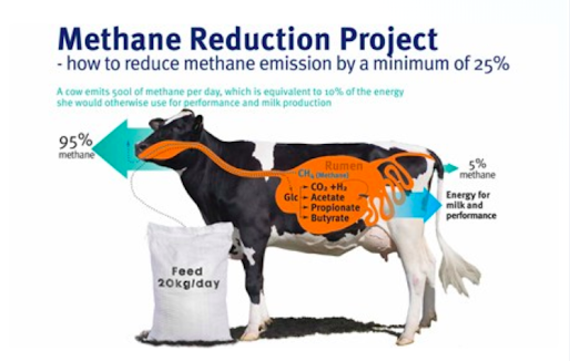 cattlefeeders-project-clean-cow-reducing-cattle-methane-emissions-half