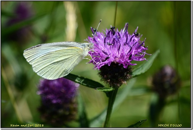 Draycote Meadows - June