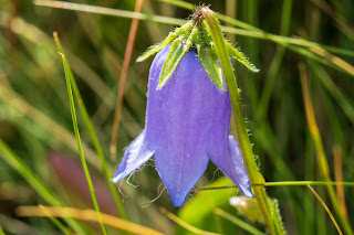 [Campanulaceae] Campanula sp. – Bellflower (Campanula). This is likely Campanula barbata – Bearded Bellflower.