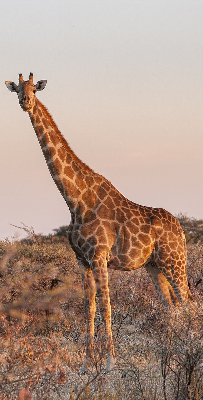 A giraffe on the lookout.