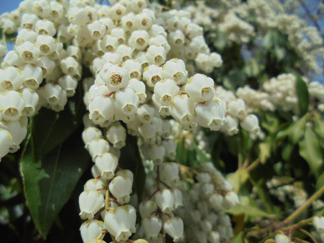 白いアセビの花が満開