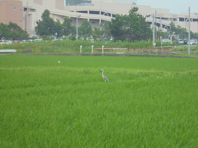 田畑の中のゴイサギ