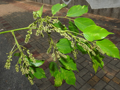 印度紫檀的花序