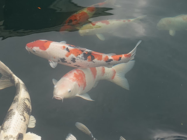 足立美術館の池庭