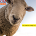 Do not be sheep in real estate 