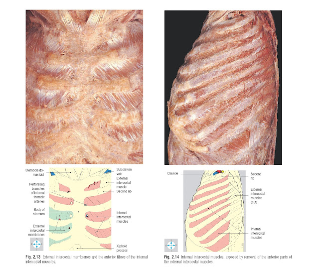 External intercostal membranes and the anterior fibres of the internal intercostal muscles. Internal intercostal muscles, exposed by removal of the anterior parts of the external intercostal muscles