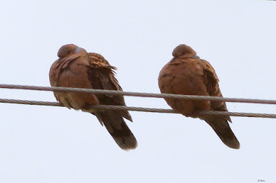 " Oriental Turtle-Doves  (Streptopelia orientalis), a rare sight, perches gracefully on a cable. Its velvety brown plumage and distinguishing patterns are evident, bringing a touch of elegance to the village environment."