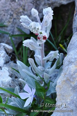 Cresteria Sierra del Caillo