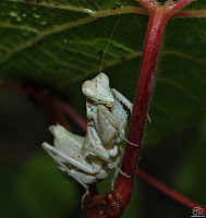 Mantis religiosa.