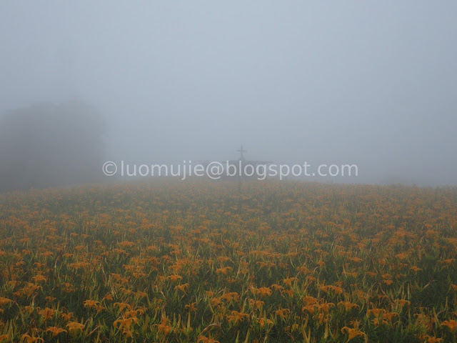 Hualien Sixty Stone Mountain daylily flowers