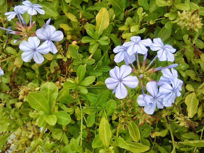 flores de celestina