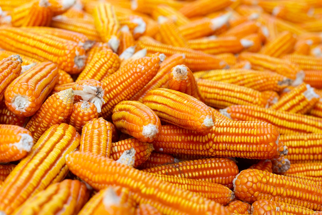 corn-background-re