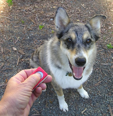 Clicker Dog Training