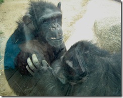 chimps2