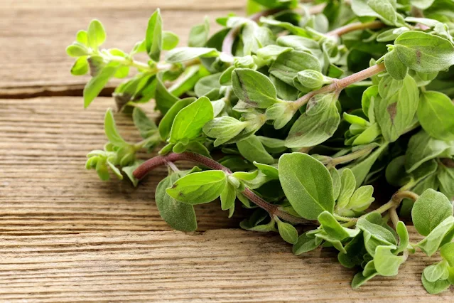 البردقوش Marjoram