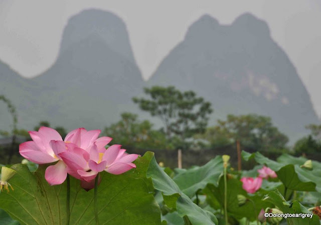 Lotus Blossom, Yangshou, China