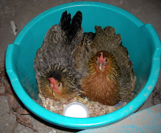 broody hens, La Ceiba, Honduras