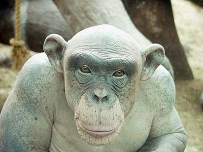 Simpanse Aneh Botak