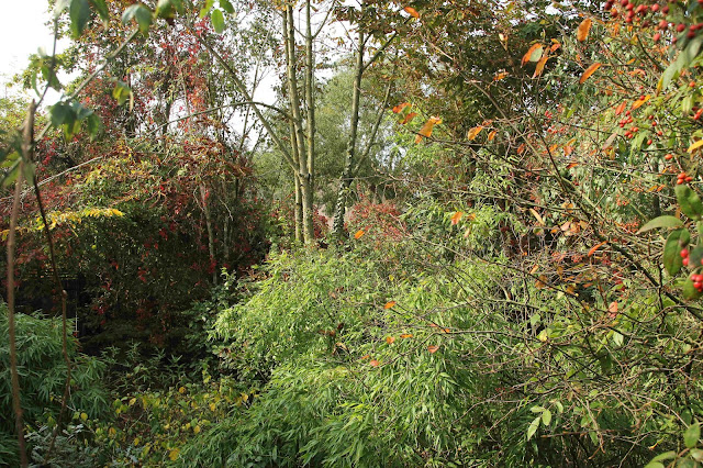 Forest Garden - Organic Poultry