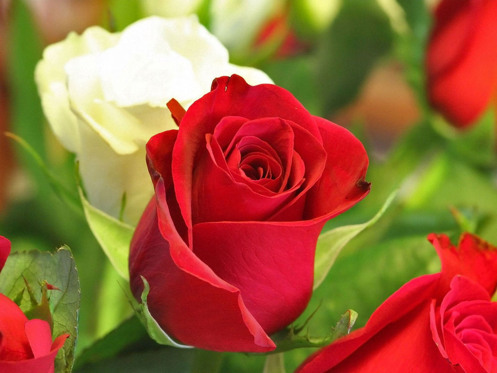 Facts About Roses