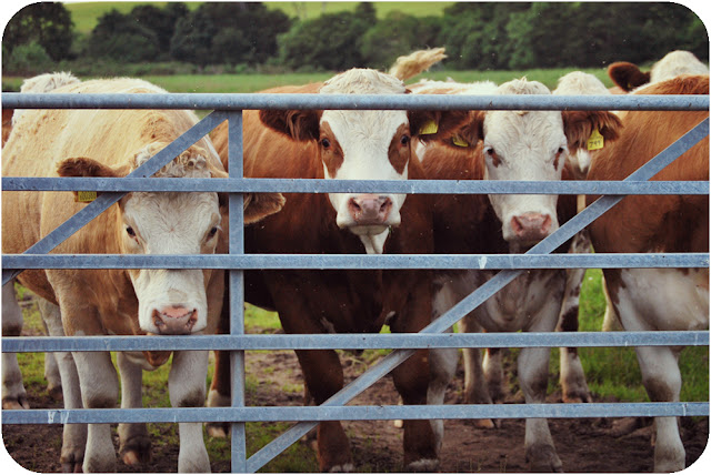 Cows - Aberdeenshire countryside