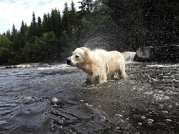 golden retriever