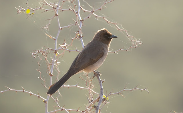 Common Bulbul - Morocco