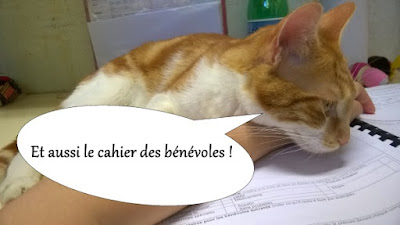 Minou calin du chat libre