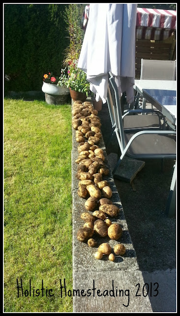 harvesting potatoes