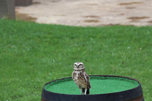 Owl On Its Own @MontecasinoZA #BirdGardens #PhotoYatra #TheLifesWayCaptures