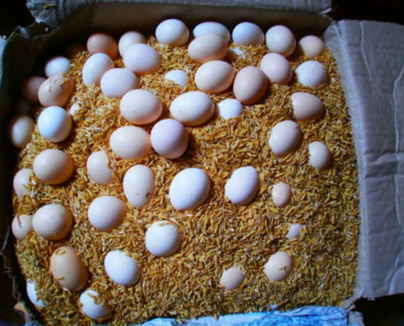 Cách bảo quản trứng trước khi ấp