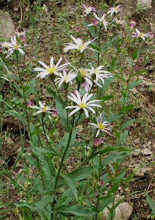 Engelman's Aster Aster engelmanii