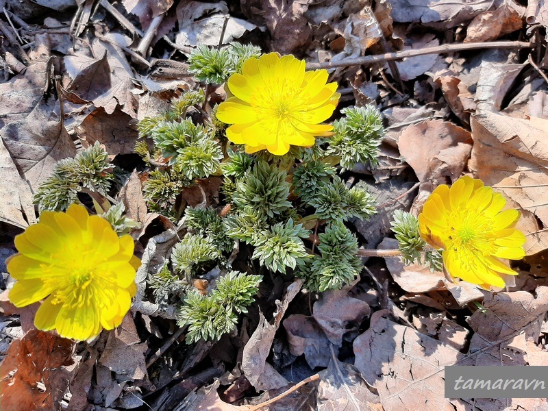 Адонис амурский (Adonis amurensis)