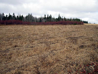  The dog wood bushes make a nice contrast to the golden colour of the grass in this fallow farm field.