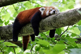 40 Adorable red panda pictures (40 pics), red panda sleeping on tree branch