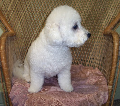 Bichon Frise Puppy. Bichon Frise puppy.