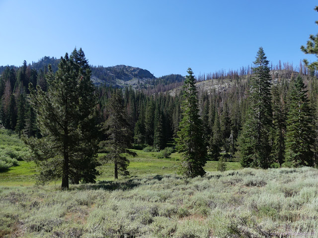 195: sage and meadow and trees