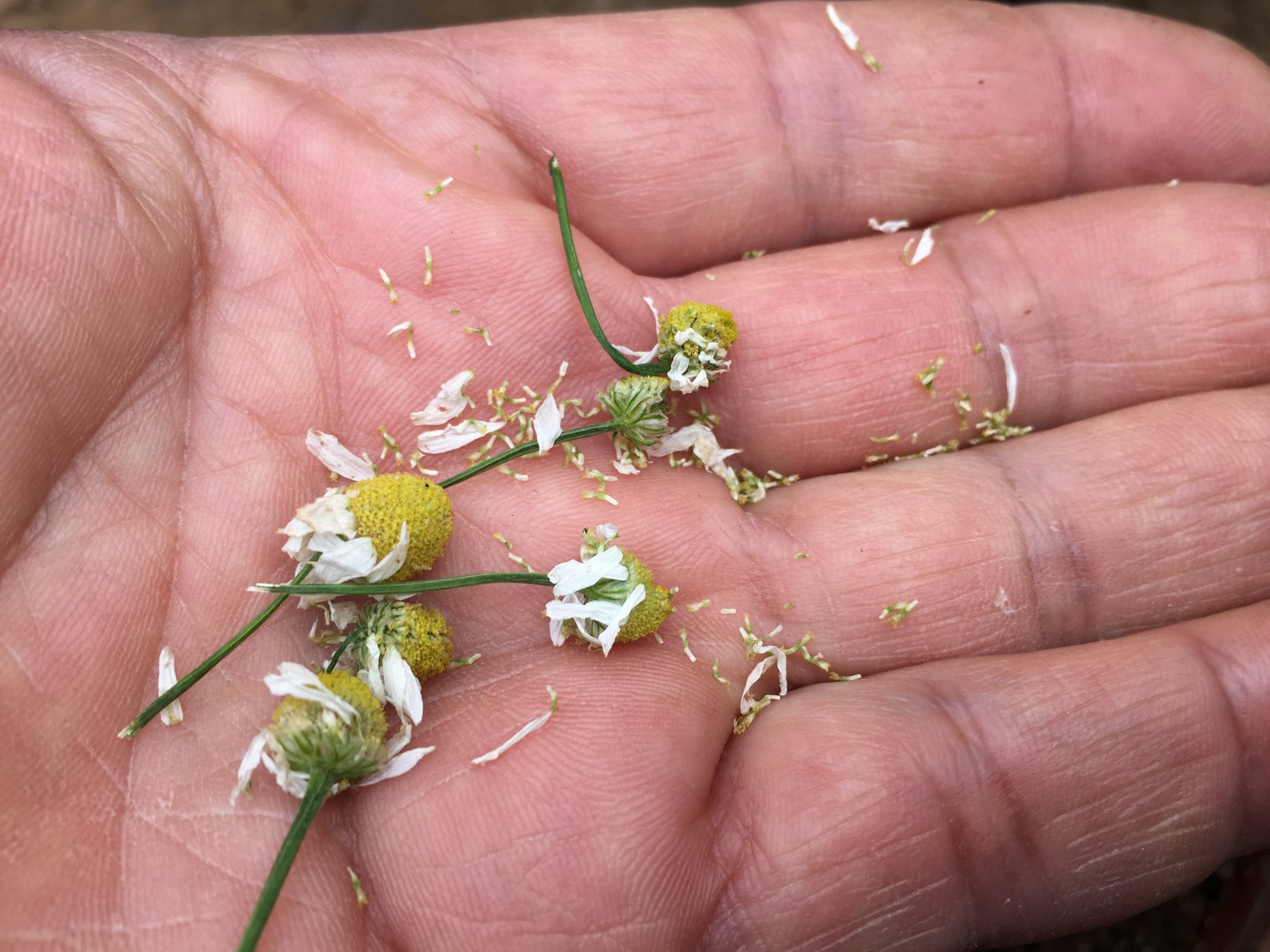 You can start your chamomile seeds indoors for later transplant, about 6 weeks before the last frost of the winter.