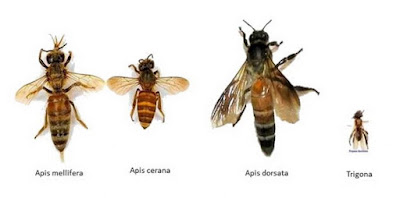 Jenis-jenis Lebah Madu