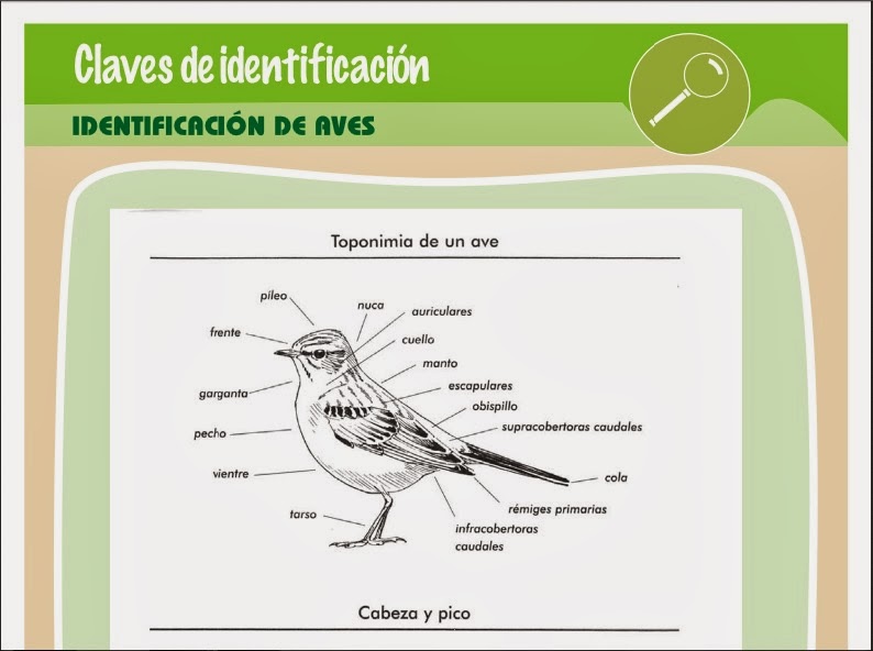 http://82.98.163.12/klima/identificacion/aves.pdf
