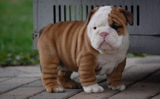 Bulldog Cachorros, parte 6